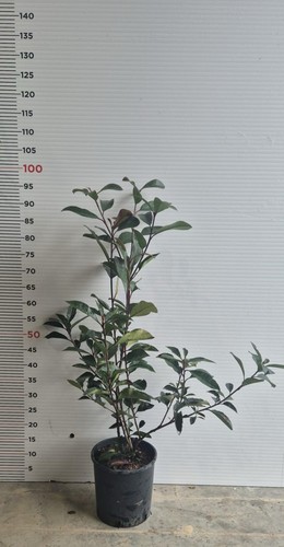 Plantes de photinia red - 25,