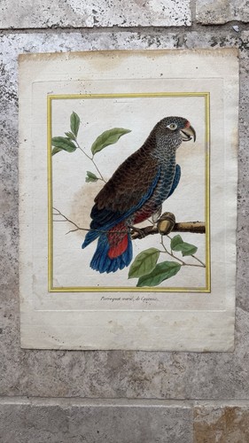 Perroquet varié cayenne - perroquet, de
