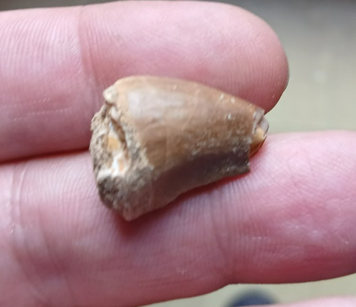 Fossile rare dent dinosaure - fossile,