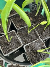 6 Bulbes / plants d’AIL DES