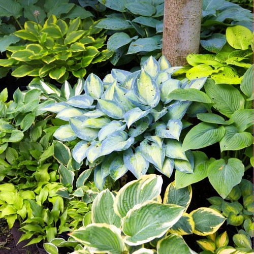 Hosta plante rustique - plante,