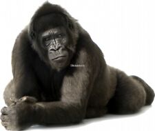 Sticker Gorille géant