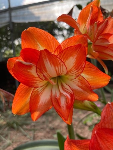 Imported amaryllis lily orange - amaryllis,