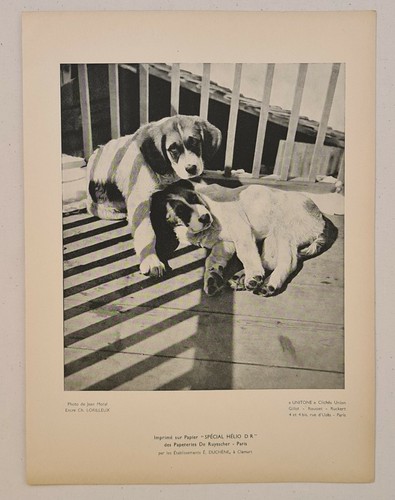 Jean moral les chiots - moral,