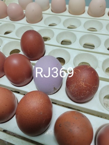 Lavender pink copper marans - pink,