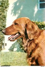 Animals - Dogs - Irish Setter - CPM - See Duplex Scans