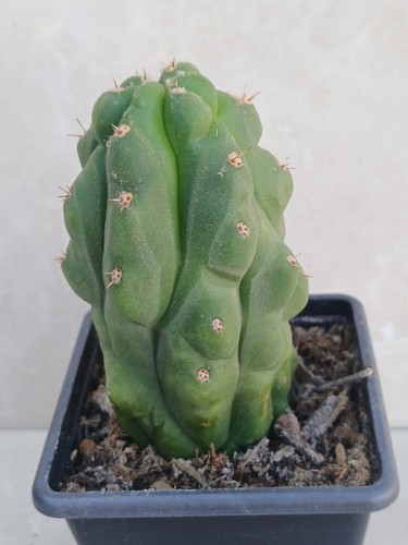 Monstrous cereus tripach - cereus,