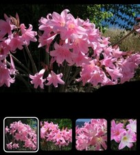 30 Pink Amaryllis Belladonna