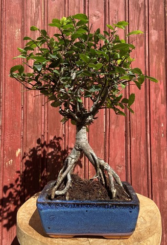 Bonsaï orme chine zelkova - de,