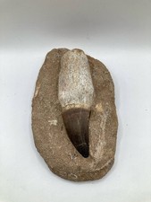 Authentique matrice de dents