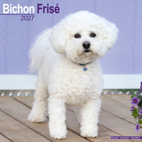 Calendrier 2027 bichon frise - calendrier,