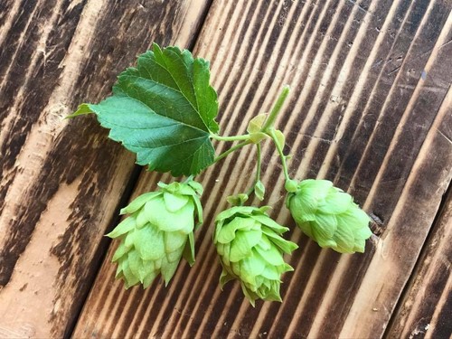 Newport pellet hops 5lb - newport,