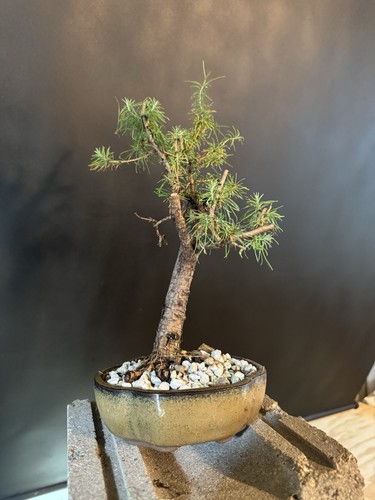 Collected american larch pre - collected,
