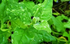 20 Graines de Tétragone