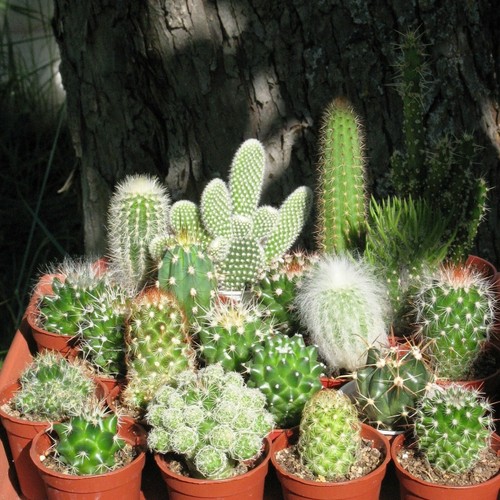 Lot cactus pot 5 - lot, 5,5