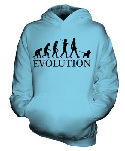 Bichon frisé évolution - frisé, de