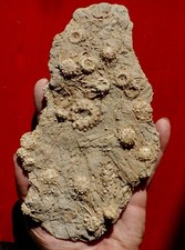 OURSINS FOSSILES JURASSIQUES