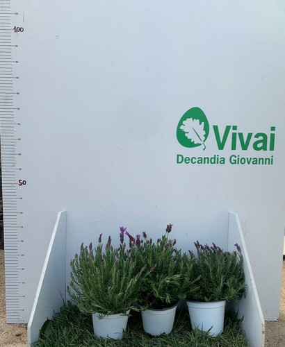 Plante lavande angustifole - plante,