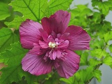 5 graines  ALTHEA ROUGE DOUBLE(Hibiscus syriacus )K74 RED DOUBLE HIBISCUS SEEDS