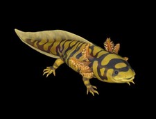 Fallout 76 - PC - Banded