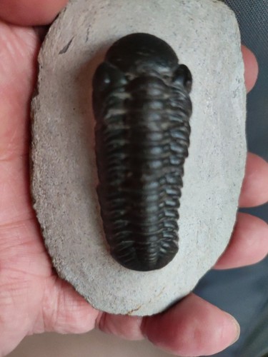 Trilobite boekos stelkei - trilobite,