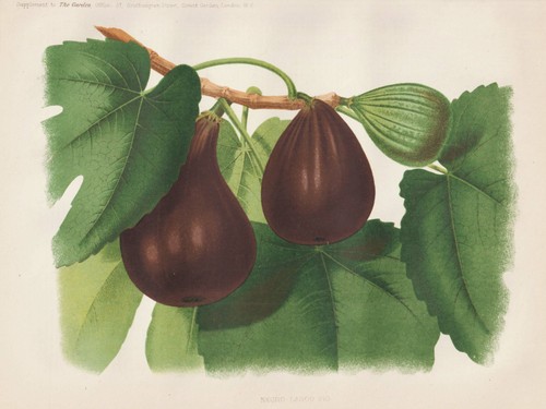 Fig figuier figue figs arbre - figs,
