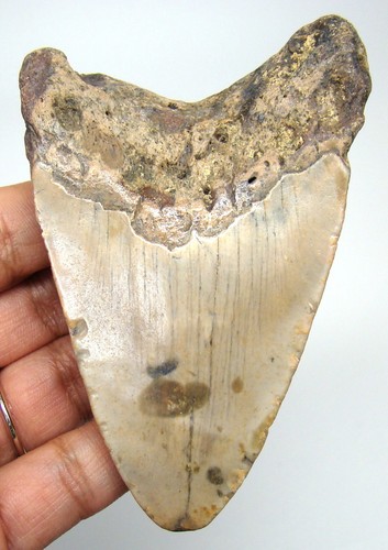Megalodon shark tooth - megalodon,