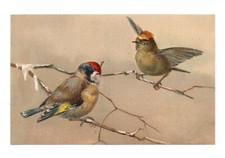 Oiseaux .   Chardonneret  CPA