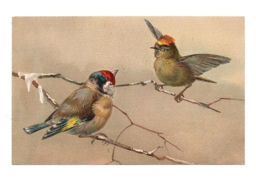 Oiseaux chardonneret cpa - chardonneret,