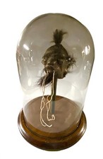 Tsantsa Jivaro Shrunken Head In Glass Cloche. STUNNING Conversation Piece!