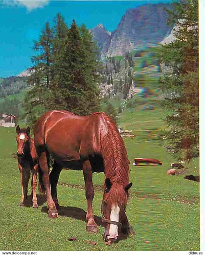 Carte postale animaux - postale,