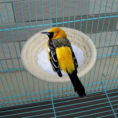 Cage oiseaux nid perroquet - oiseaux,