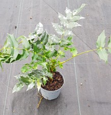 Mahonia nitens 'Cabaret'® /