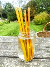 SAULE JAUNE DES VANNIERS