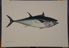 Vintage Poster Mural Print Zoology Wall Chart Fish Tuna Thunnus albacares