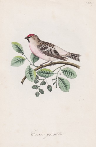 Tarin grisâtre oiseau - tarin,