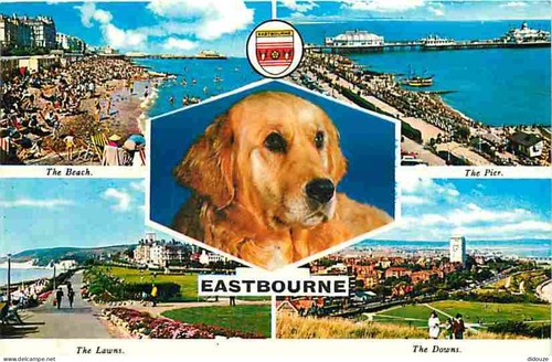 Carte postale animaux - carte,