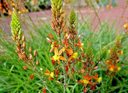 Plants bulbines - 10,