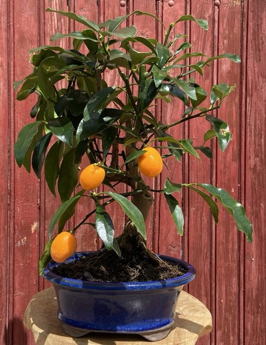 Bonsaï agrume citrus kumquat - bonsaÏ,
