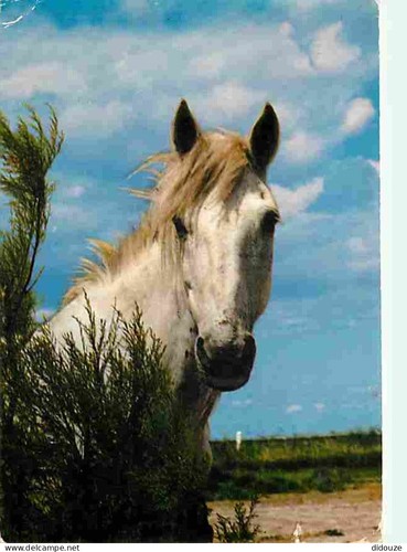 tete cheval