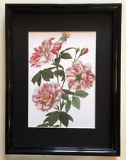 Illustration couleurs  