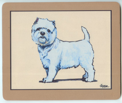 West highland westie - highland, fur