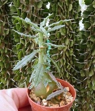 Dorstenia hildebrandtii f