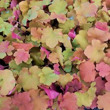 Heuchera villosa 'Caramel' - Heuchère caramel