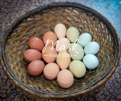 Rainbow chicken eggs - eggs,