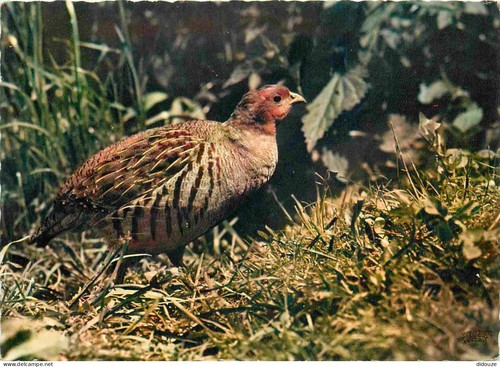 Carte postale animaux - carte,