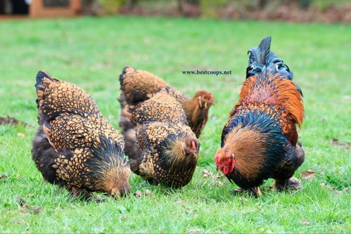 Gold laced brahma fertile - laced,