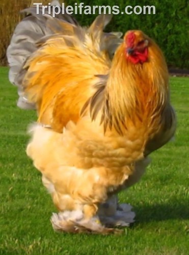 Giant large fowl assorted - 6+,
