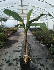 Musa basjoo / Bananier du