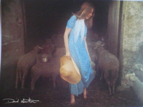 Carte postale david - carte,